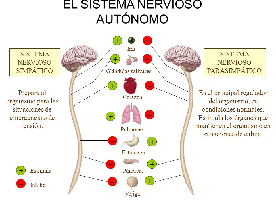 que efectos produce el tabaco en el sistema nervioso